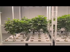 System hydroponiczny aeroponii w szklarni